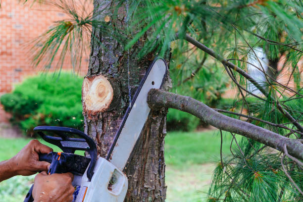 Best Leaf Removal  in Two Rivers, WI